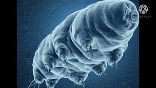 Adam - 2AC - Les tardigrades -R