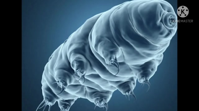 Adam - 2AC - Les tardigrades -R