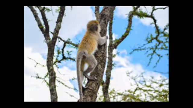 Kamil & Saad - CE5 - Le mouvement - T