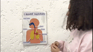 Rana Riham Samia - 1AC - La respiration - R