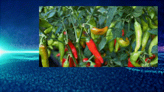 Mohamed Taha et Ziad - 3AC - Les drogues - R