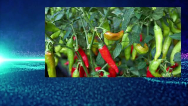 Mohamed Taha et Ziad - 3AC - Les drogues - R