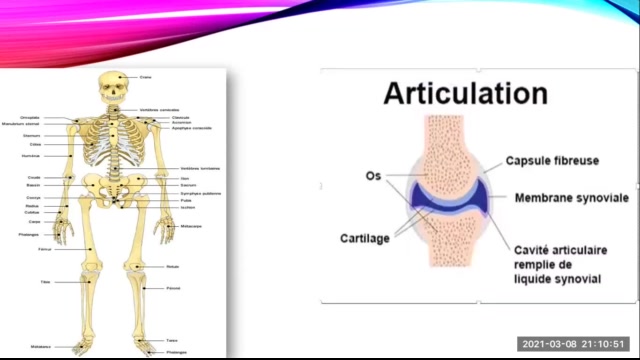 Rayan - CE5 - les articulations - N