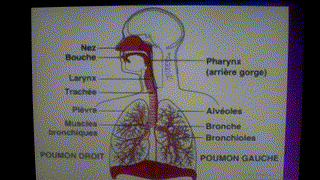 Amr - CE5 - La respiration - N